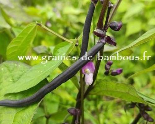 Haricot queen purple graines de bambous fr