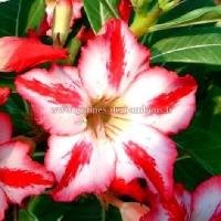 Harry potter graines adenium