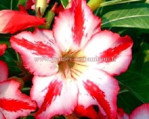 Harry potter graines adenium