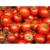 Heinz 1370 graines de tomate