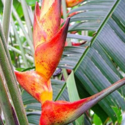 Heliconia champneiana splash