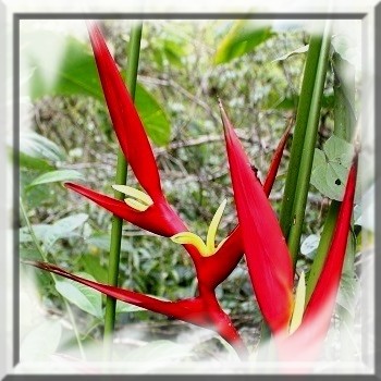 heliconia-farinosa-rouge-www-graines-de-bambous-fr-www-grainesdebambous-com.jpg