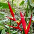 Héliconia farinosa rouge réf.529