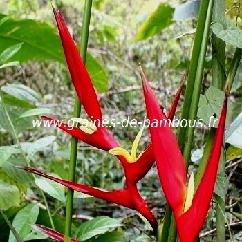 Héliconia farinosa rouge réf.529