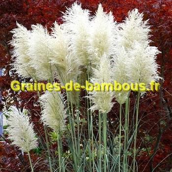 Herbe de la pampa blanche
