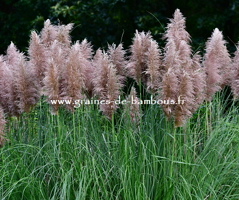 Graines d'HERBE DE LA PAMPA ROSE cortaderia selloana