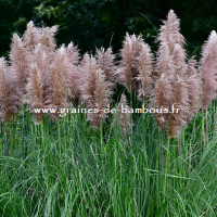 Graines d'HERBE DE LA PAMPA ROSE cortaderia selloana