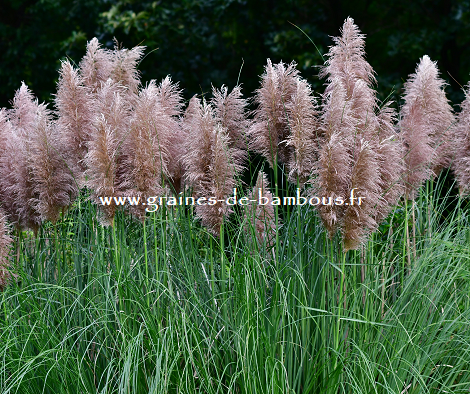 Herbe de la pampa rose graines de bambous 1