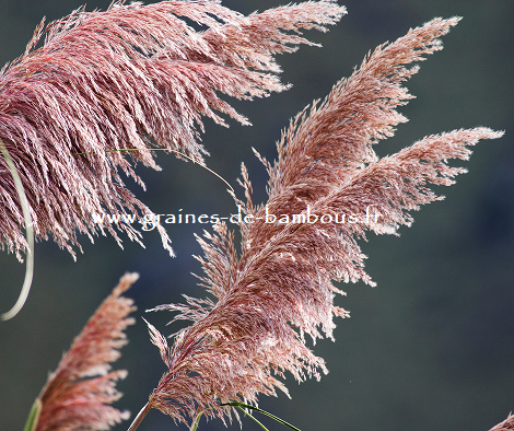 Herbe de la pampa rose graines de bambous 2