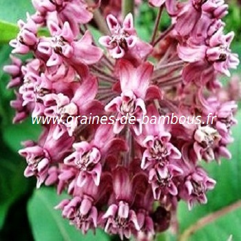 herbes-aux-perruches-asclepias-syriaca-fleurs-www-graines-de-bambous-fr.jpg