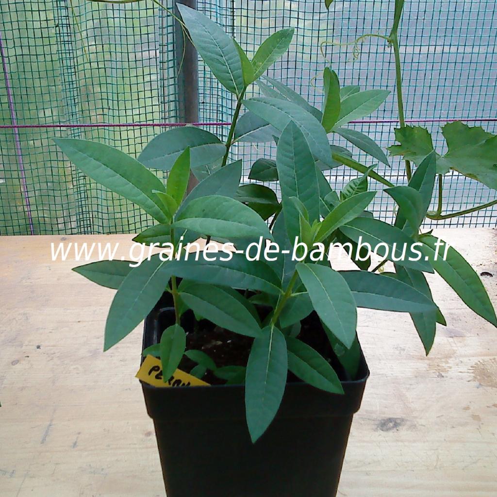 herbes-aux-perruches-asclepias-syriaca-petits-plants-www-graines-de-bambous-fr.jpg