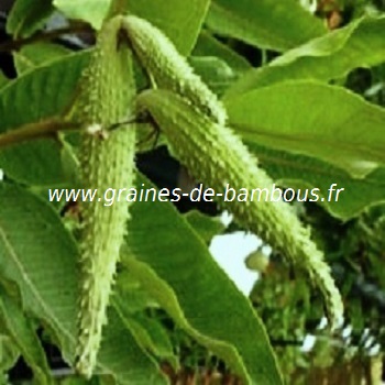 herbes-aux-perruches-asclepias-syriaca-www-graines-de-bambous-fr.jpg