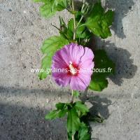 hibiscus-bleu-mauve-hibiscus-syriacus-www-graines-de-bambous-fr-1.jpg