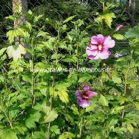 hibiscus-bleu-mauve-hibiscus-syriacus-www-graines-de-bambous-fr-2.jpg