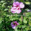 Hibiscus bleu - mauve réf.54