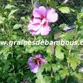 hibiscus-bleu-mauve-www-grainesdebambous-com-1.jpg