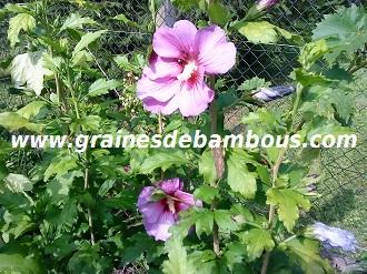 hibiscus-bleu-mauve-www-grainesdebambous-com-1.jpg