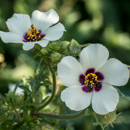 hibiscus d afrique