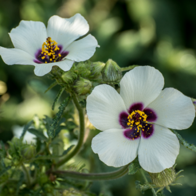 Hibiscus d'Afrique réf.211