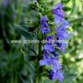 Hysope officinale graines condimentaire aromatique