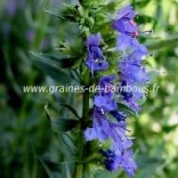 Hysope officinale graines condimentaire aromatique