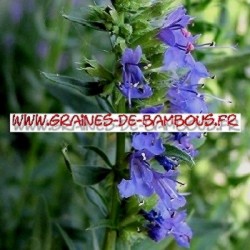 Hysope officinale 2500 graines