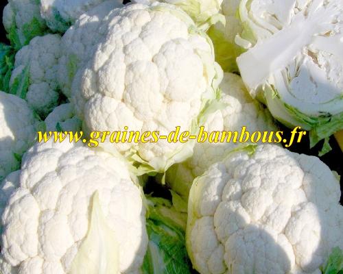 Igloo chou fleur graines de bambous fr