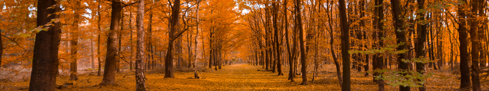 ARBRES