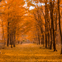 ARBRES