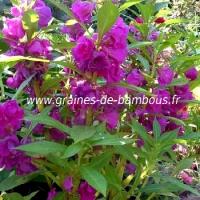 impatiens-des-jardins-www-graines-de-bambous-fr.jpg