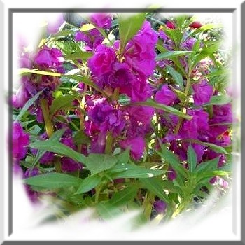 impatiens-ou-balsamine-des-jardins-www-graines-de-bambous-fr-www-grainesdebambous-com.jpg