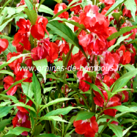 impatiens-ou-balsamine-des-jardins-www-graines-de-bambous-fr.jpg