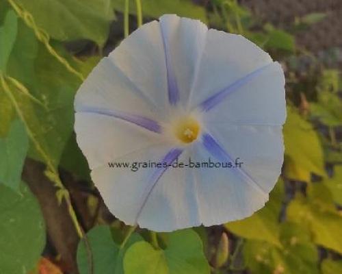Impomee flying saucers graines de bambous fr