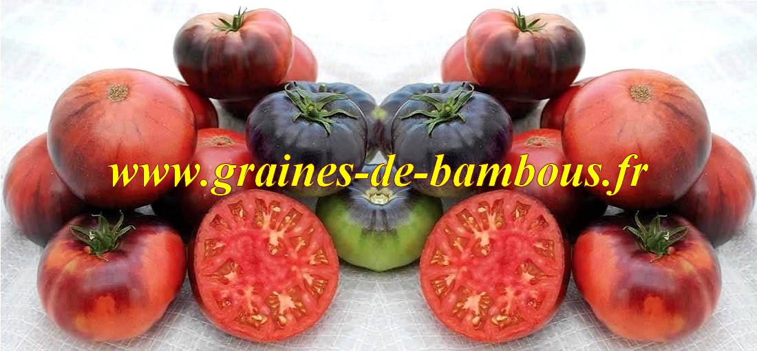 Indigo blue beauty graines de tomate bleue 1