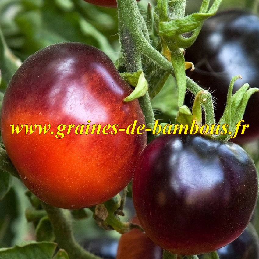 Indigo rose graines tomato seeds