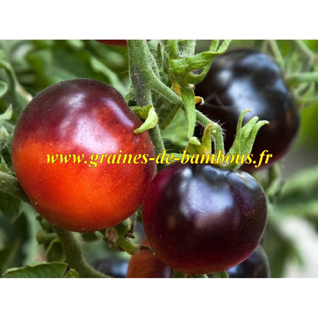 Indigo rose tomato seeds graines de bambous fr