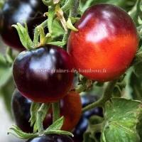 Indigo rose tomato seeds