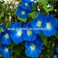 Ipomee bleue graines de bambous fr