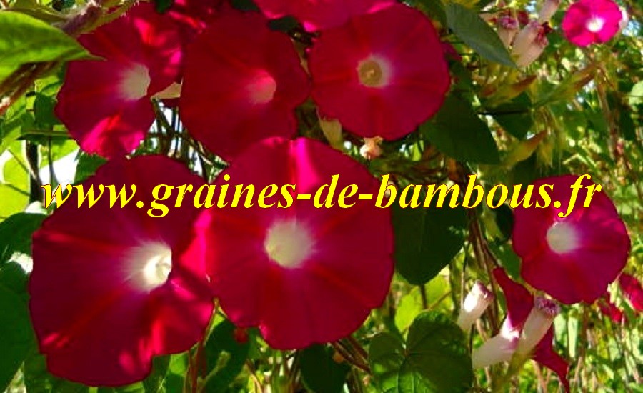 Ipomée graines et semences