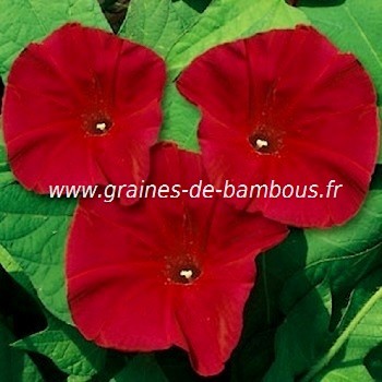 Ipomee graines