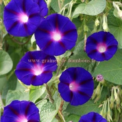 Ipomée purpurea Grandpa ott réf.482