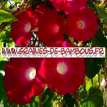 Ipomee scarlet o hara fleur