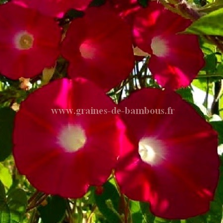 Ipomee scarlet o hara graines