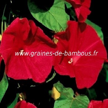 Ipomee scarlet o hara rouge