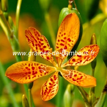 Iris leopard belamcanda chinensis