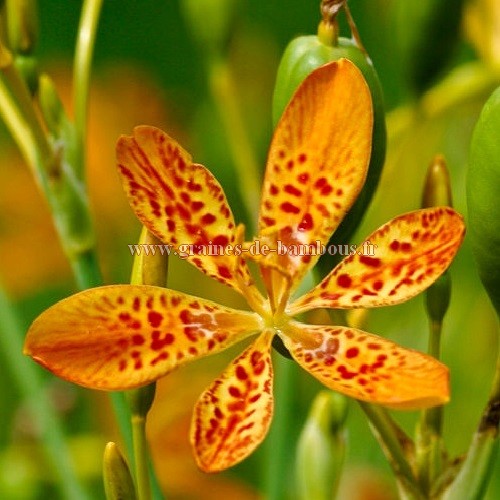 Iris leopard