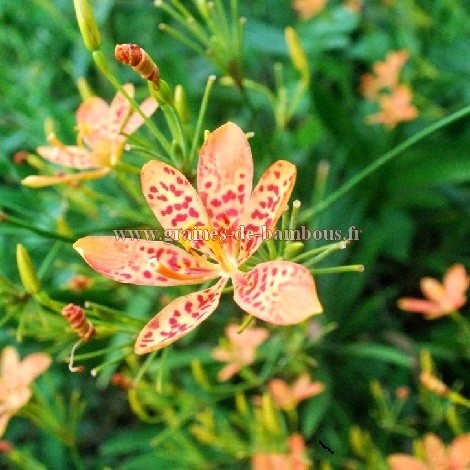 Iris tigre fleur leopard