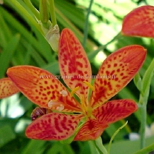 Iris tigre