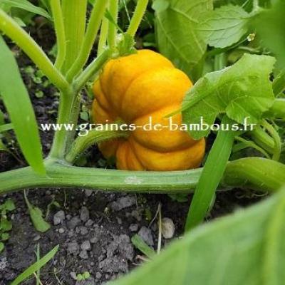Courge Jack Be Little