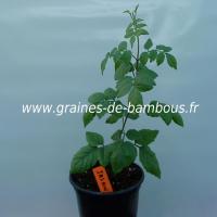 jasmin-de-virginie-campsis-radicans-plant-www-graines-de-bambous-fr.jpg